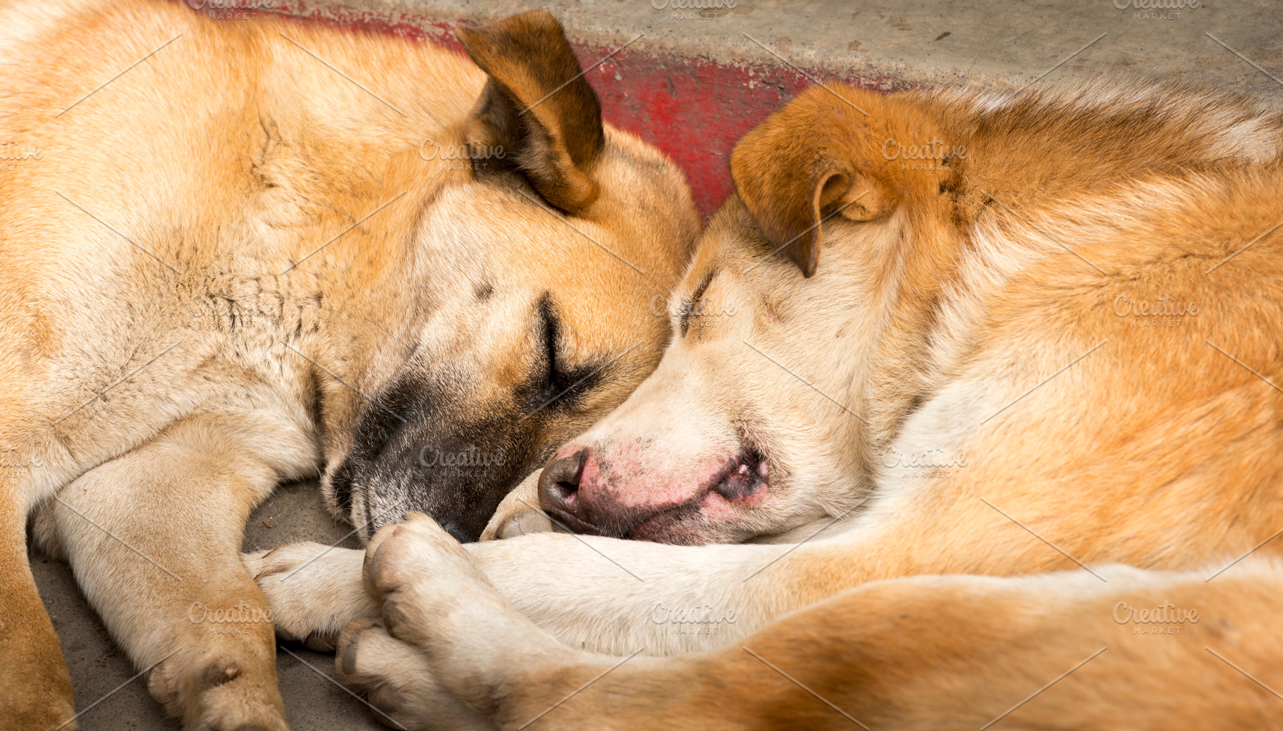 Two Cute Dogs Sleeping, an Animal Photo by THP Creative