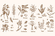 Vintage Spices and Herbs Design Kit, a Food Illustration by Artspace (Thumbnail 2 of 8)