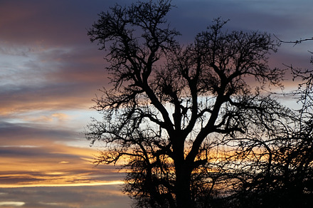 Sunset and tree