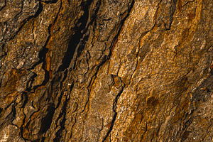 Tree bark texture showing rough natural surface and rugged abstr, a Photo by Studio ANNA
