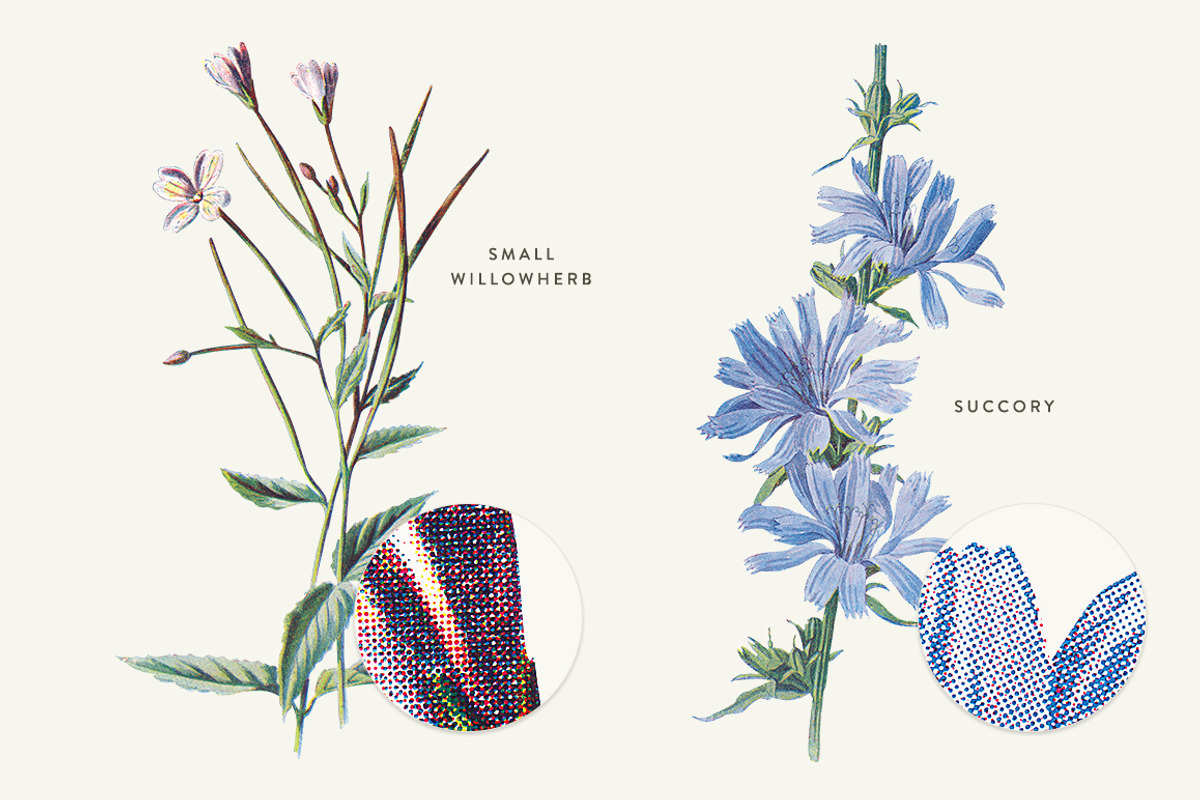 Vintage Flower Illustrations Bundle, an Illustration by Greta Ivy (Photo 57 of 62)