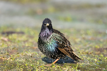European starling (Sturnus vulgaris), an Animal Photo by AlexBush