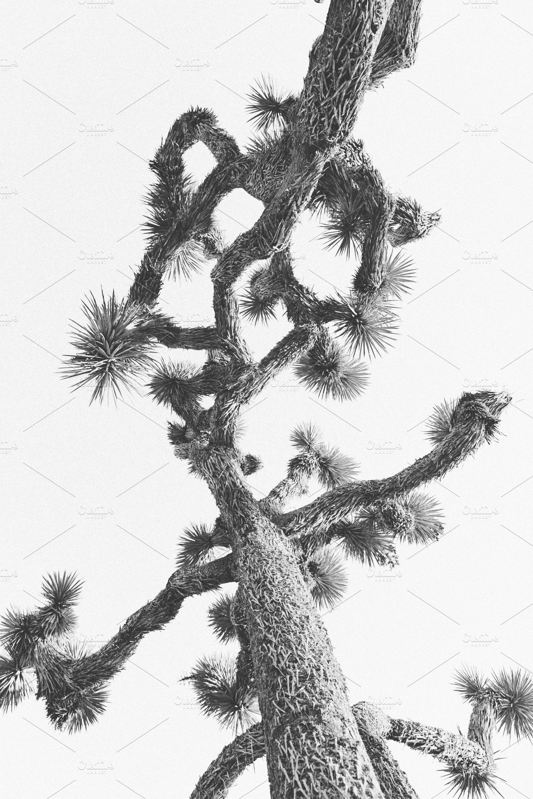black and white Joshua Tree, a Nature Photo by remi + tori