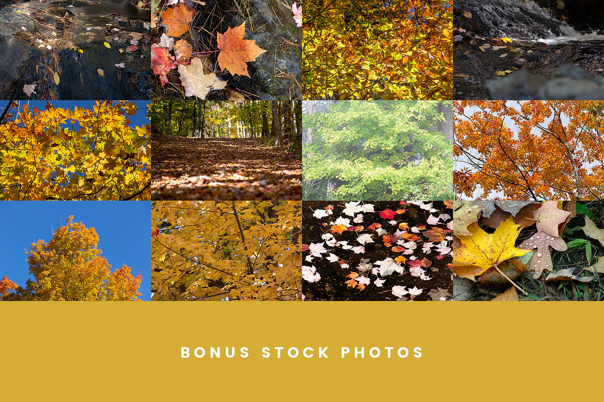 Autumn Leaf Silhouettes + Bonus, an Object Graphic by Build Interactive (Photo 4 of 4)