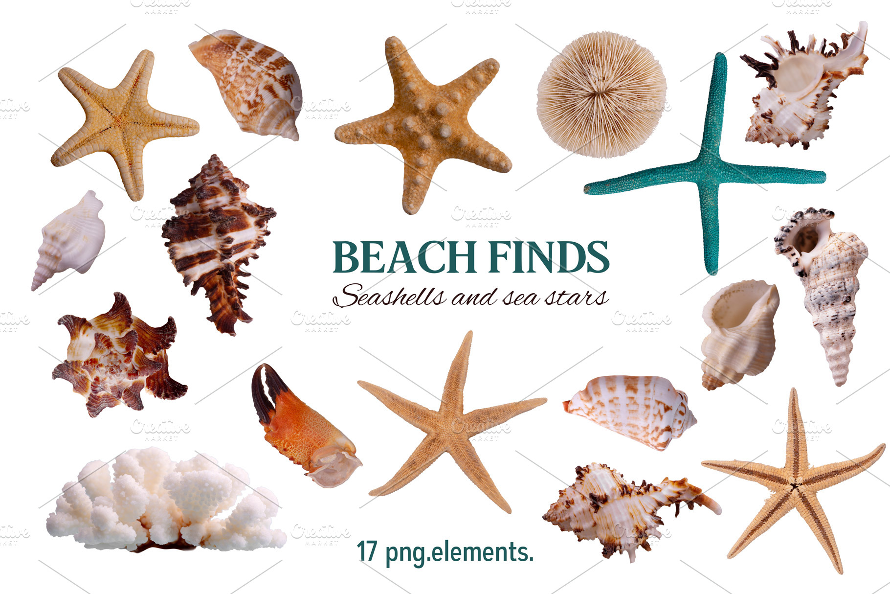 Seashells & Sea Stars, a Nature Photo by JeanBet