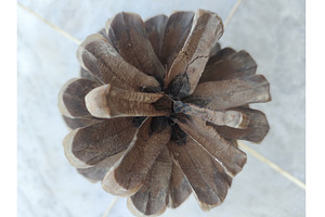 Dry brown pine cone picture, a Background Photo by LogosDen