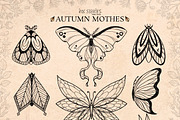 Autumn Moths & Dried Botanicals, an Animal Illustration by Ink Stories (Thumbnail 3 of 18)