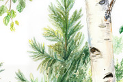 Fresh Birch Forest, an Object Illustration by yahu88studio (Thumbnail 3 of 3)