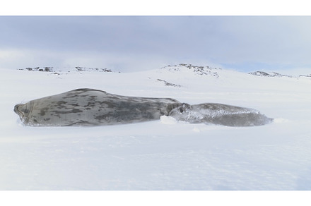 Antarctica baby adult weddell seal, an Animal Photo by Mozgova