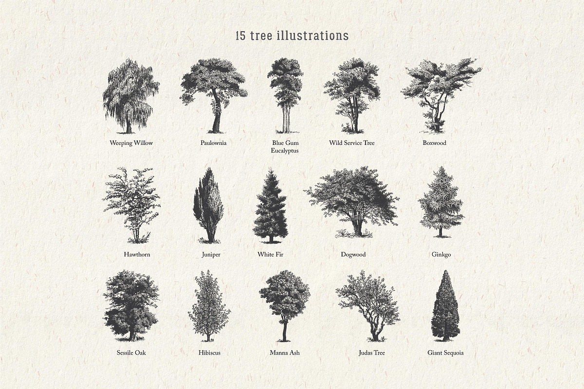 Vintage Tree Vector Bundle Vol. 1, an Object Illustration by Seaquint (Photo 2 of 5)