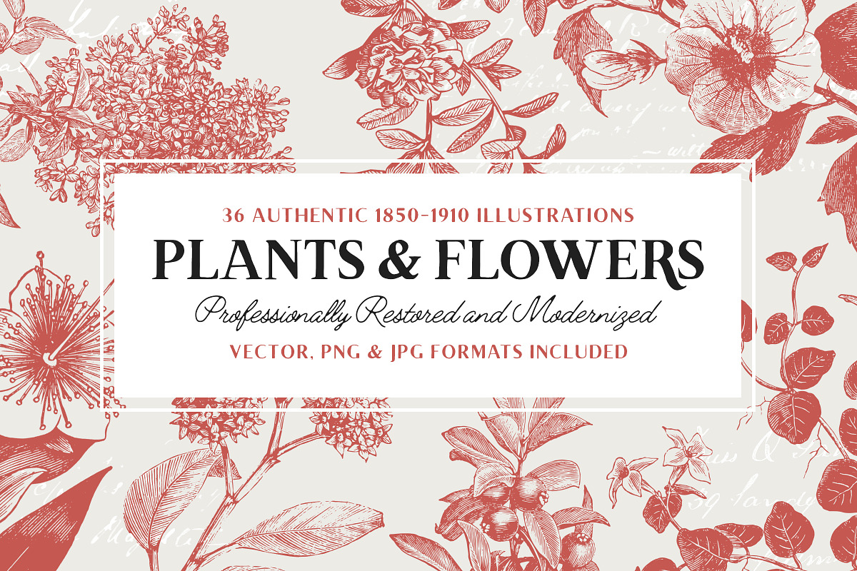 36 Plant & Flower Illustrations, an Illustration by Century Library (Photo 1 of 7)