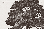 High Detail Tree Sketches Collection, an Object Graphic by TheMountBirdStudio (Thumbnail 3 of 7)