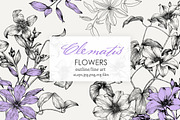 Flowers of Clematis. Botanical Set, a Decorative Illustration by ON_lineart_store (Thumbnail 1 of 10)