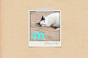 Collection of Shells, an Object Graphic by Nadia Emelianova (Thumbnail 5 of 5)