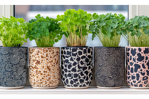 On a windowsill, microgreen clover, a Nature Photo by ZinetroN