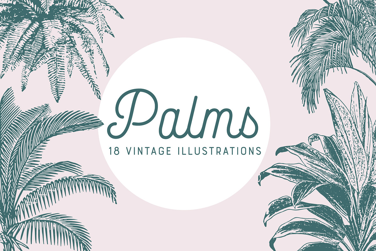 PALMS | 18 Vintage Vectors, an Illustration by Britt & Kit (Photo 1 of 2)