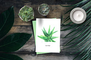 Fresh Watercolor Aloe Vera Set, a Healthcare Illustration by beehouse studio (Thumbnail 7 of 9)