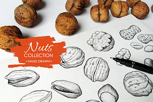Nuts Set. Hand Drawn Illustrations
