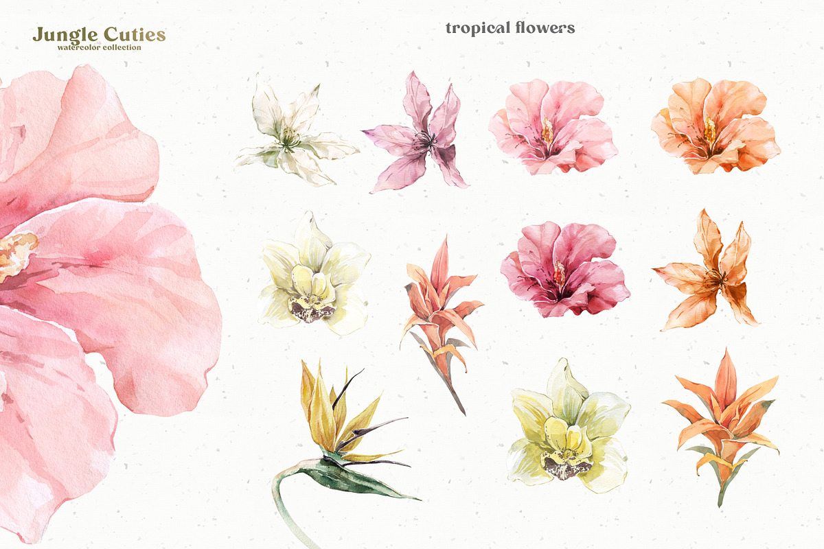 Jungle Cuties. Tropical Baby Animals, an Animal Illustration by Cat In Colour (Photo 8 of 9)