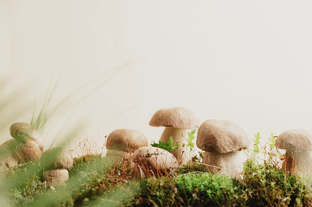 Composition with boletus edulis mushrooms stand on green moss or grass, a Food & Drink Photo by Lenor4ik