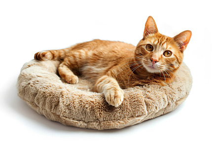 Cute red cat lying on soft dog bed on white background, an Animal Photo by AlyaAnd
