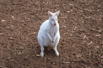 Albino white wallaby standing on dirt ground in Kangaroo Island,