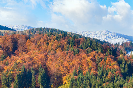Sunny autumn mountain forest and hoarfrost on trees top (on moun, a Nature Photo by YuriyB