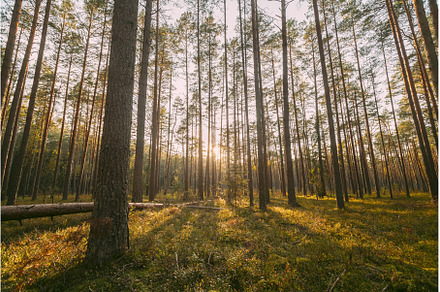 Russia, Europe. Forest , . Beautiful, a Nature Photo by Our Amazing World