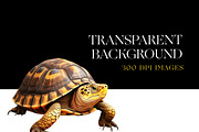 Turtle Illustration Clipart, Turtles, an Animal Illustration by BrushstrokeArtGB (Thumbnail 6 of 9)