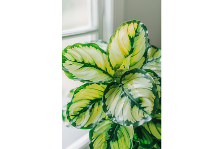 Calathea plant thrives room filled, an Architecture Photo by Lermont51