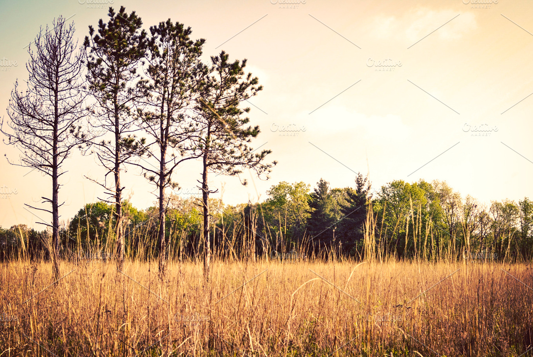 Pine Pine Pine