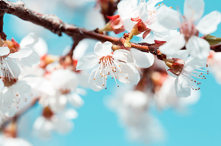 Apricot blossom background stock photo containing blossoming and blossom