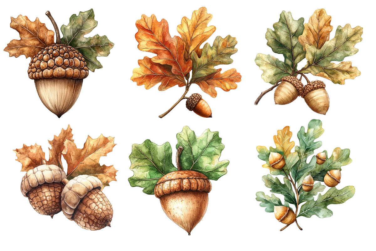 Watercolor Acorns & Oak Leaves, an Illustration by Designworld (Photo 4 of 5)