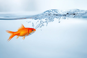 Bright orange goldfish swimming in, an Animal Photo by MistyDay