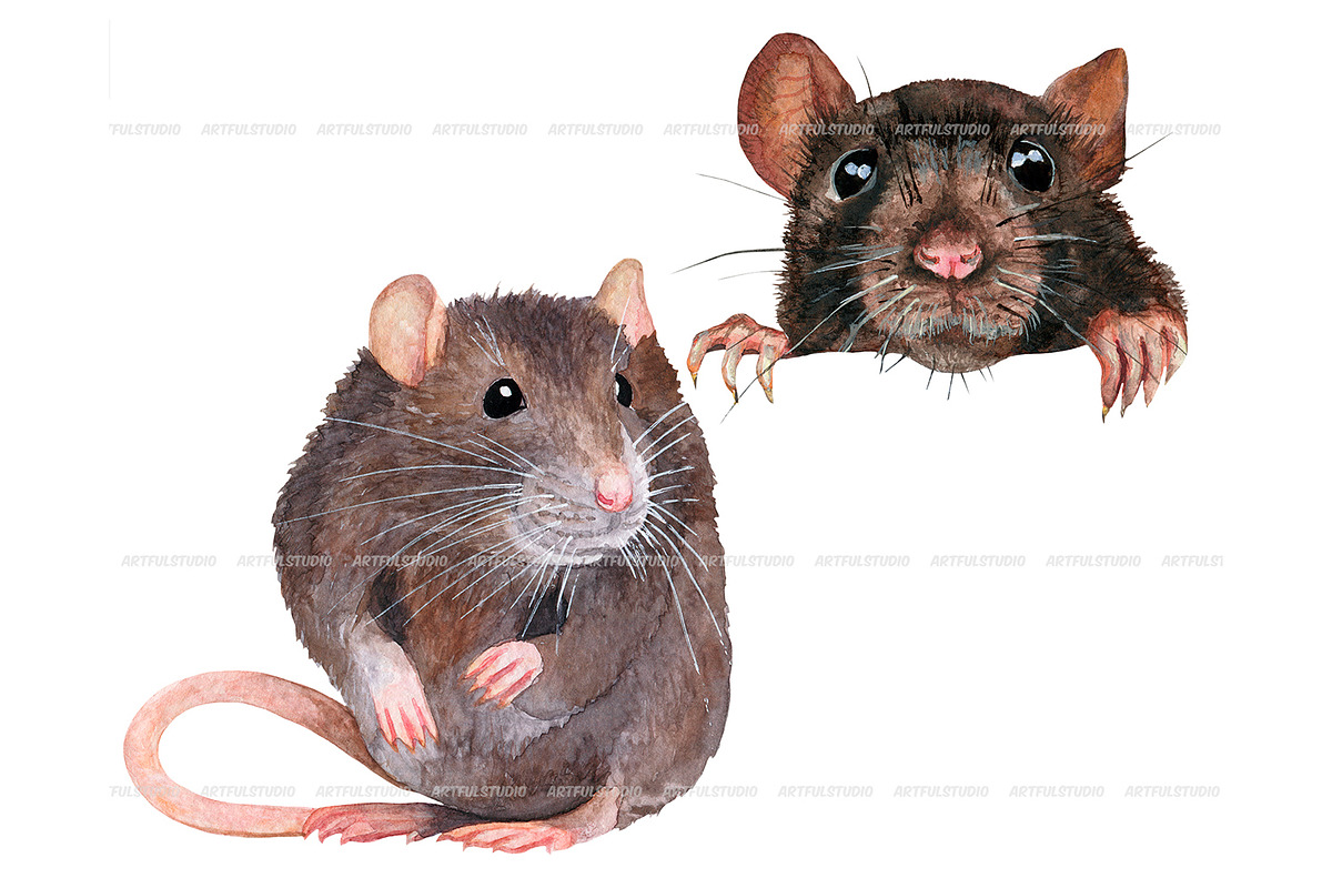 Watercolor realistic rats clipart, an Animal Illustration by ArtfulStudio (Photo 3 of 9)