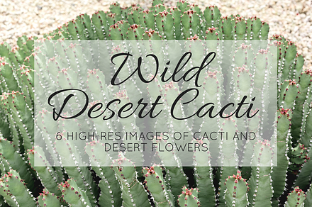 Wild Desert Cacti Bundle, a Nature Photo by HG Photography