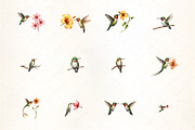 Beautiful Hummingbird Clipart, an Illustration by CrexoraLab (Thumbnail 3 of 5)