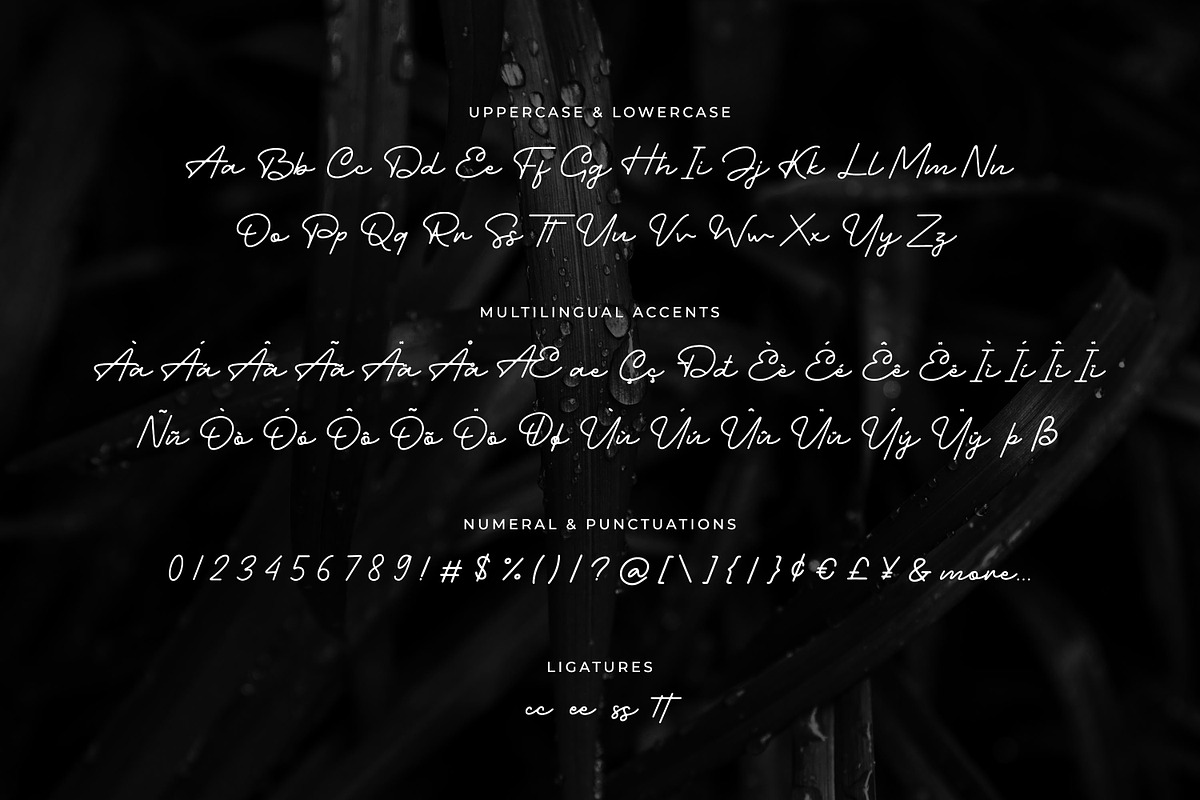 Charlotte Amalie - Stylish Signature, a Script Font by Almarkhatype (Photo 10 of 10)