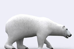 3DRT - Wild Animals -Polar Bear