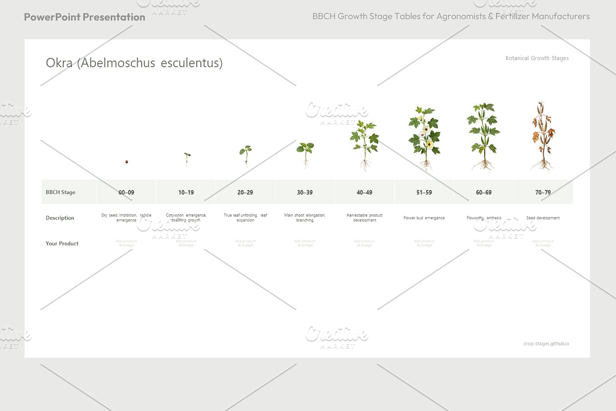 BBCH Growth Stages, Other Crops, a Presentation Template by Ilia Design (Photo 7 of 8)