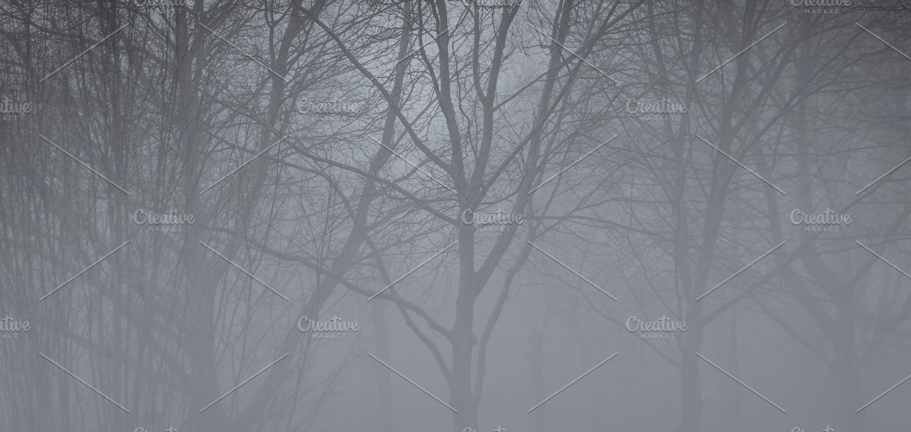 Forest In Winter Fog