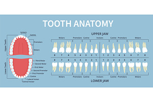 Human dental anatomy elements. Teeth, an Object Illustration by YummyBuum