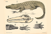 Dybdahl's Zoological Charts, an Animal Illustration by Digital Museum (Thumbnail 2 of 9)