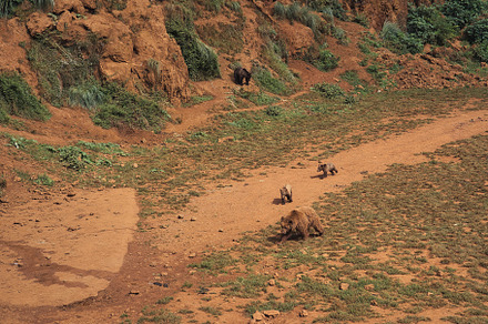 Image of grizzly bears in a zoo, an Animal Photo by jsinmas