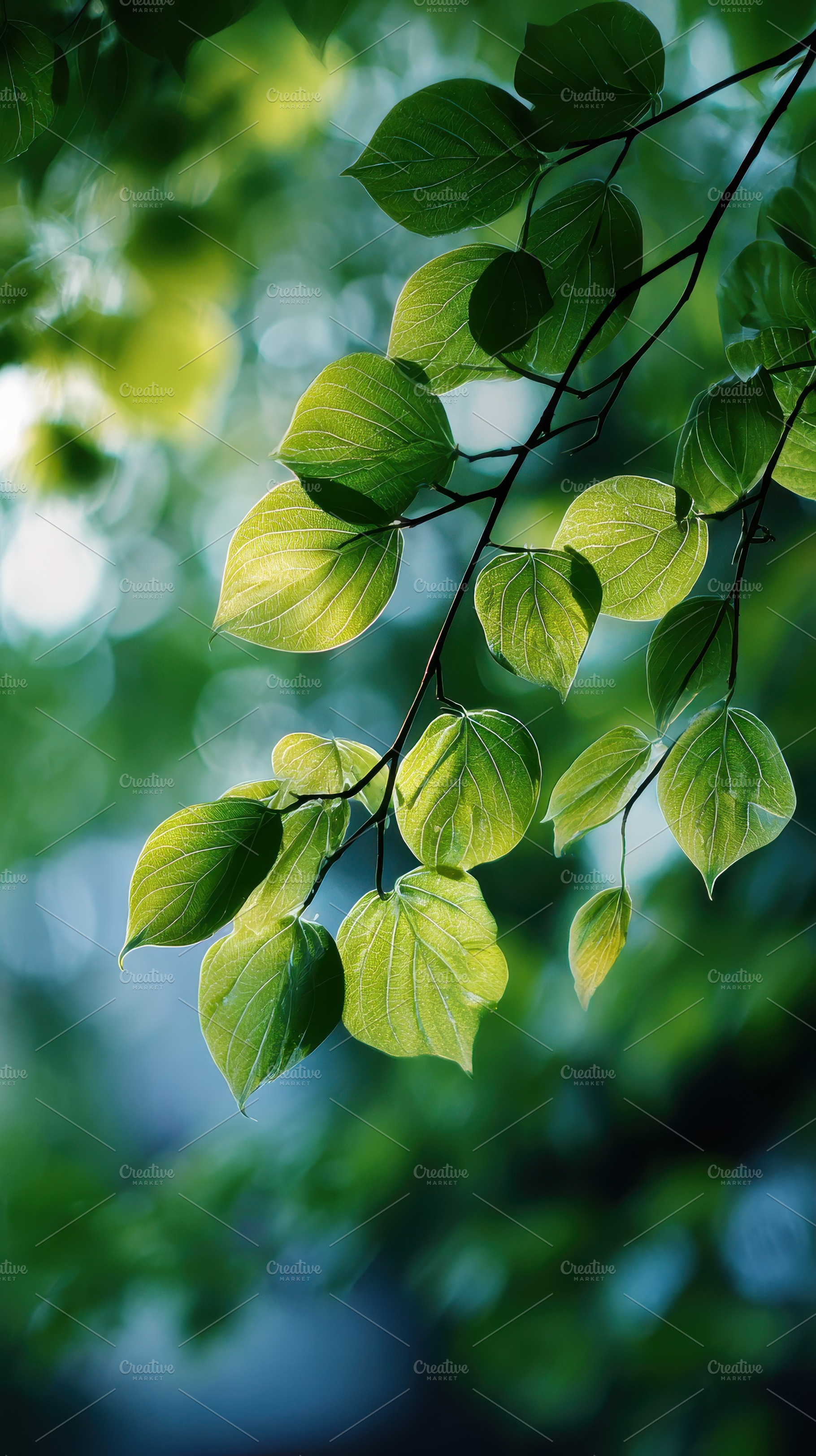 Green leaves sunlight nature spring, a Photo by Pixeness Studio