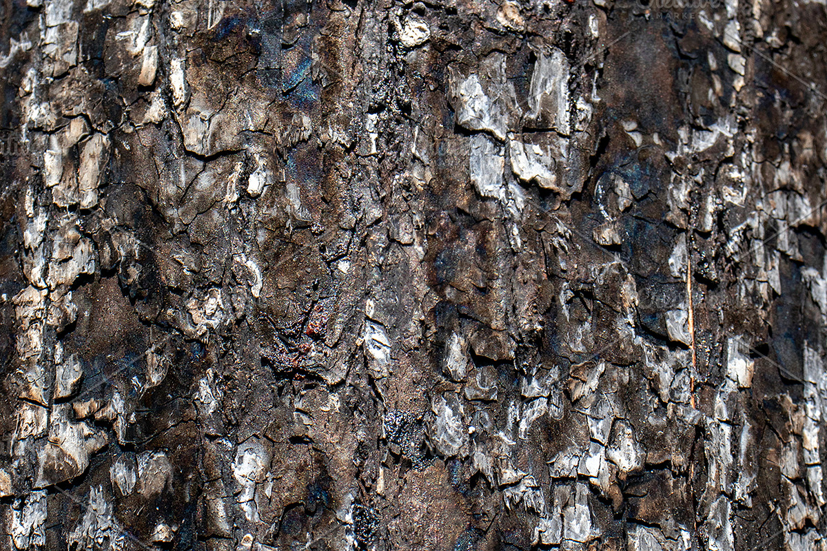 A close-up image of a texture tree, a Background Photo by Schreibikus (Photo 8 of 10)