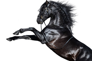 Black Andalusian horse rearing