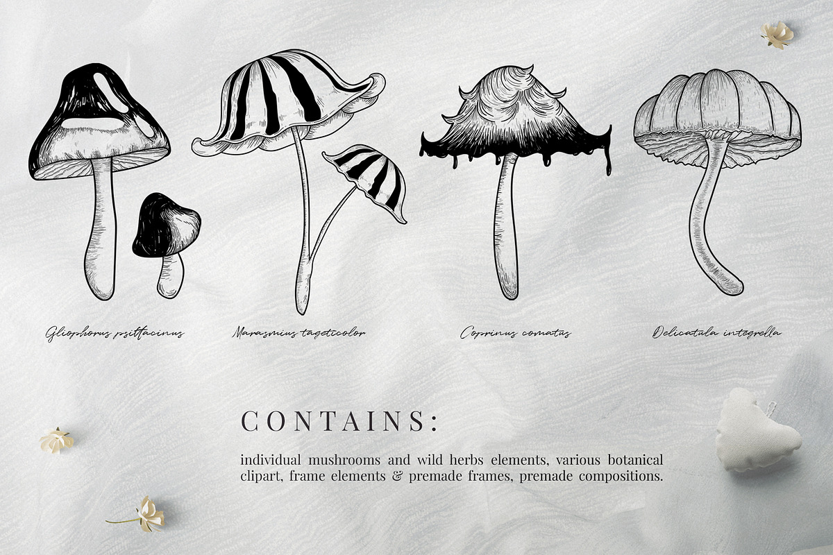 Hand Drawn Vector Vintage Mushrooms, a Decorative Illustration by foxsong (Photo 4 of 12)