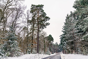 Road in the vosges mountains in winter basrhin department of france stock, a Nature Photo by Leonid Andronov