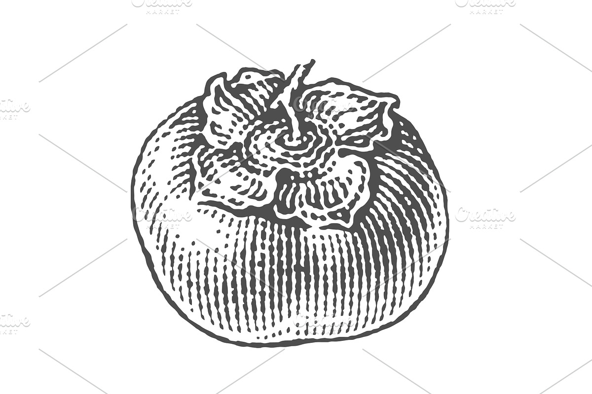 Persimmon engravings, a Food Illustration by Irina Trusova (Photo 3 of 3)